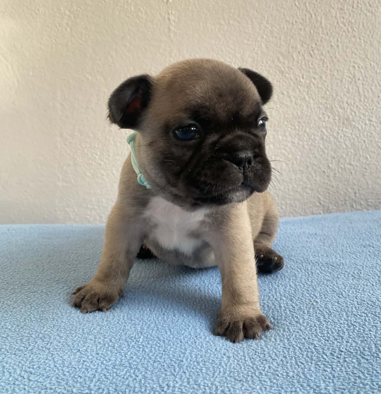 Flash Frenchies Litter J